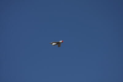 IMG 1831
